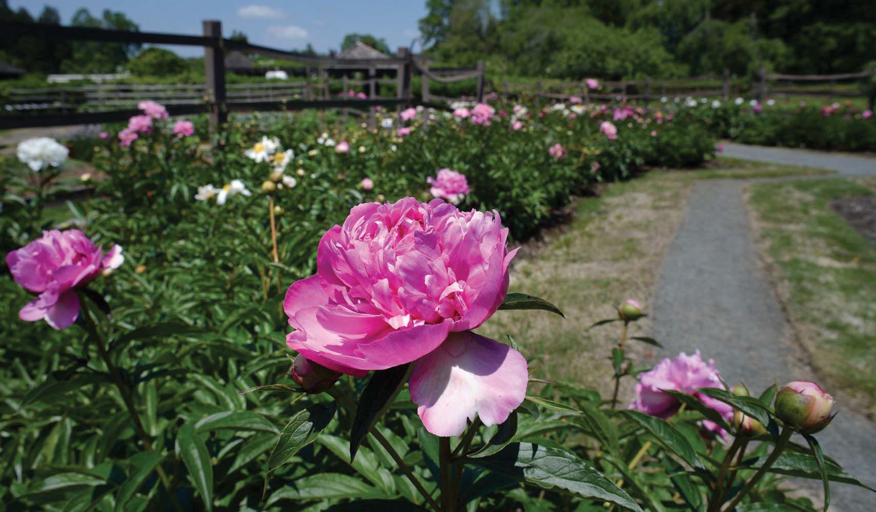 Favorite Picnic Spot: Reynolda Gardens